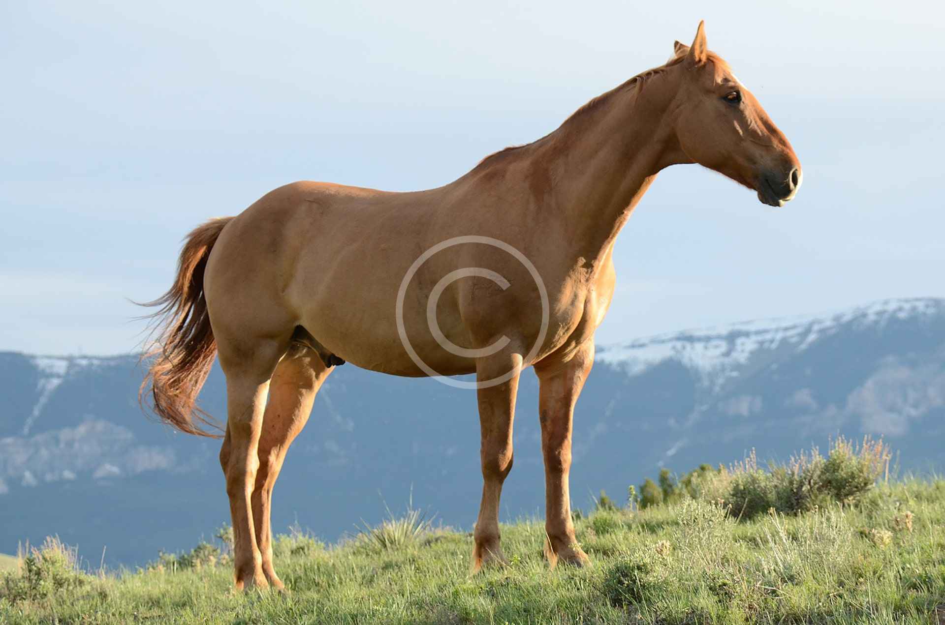 Arabian Horse